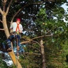 an arborist pruning a tree