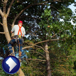 an arborist pruning a tree - with Washington, DC icon