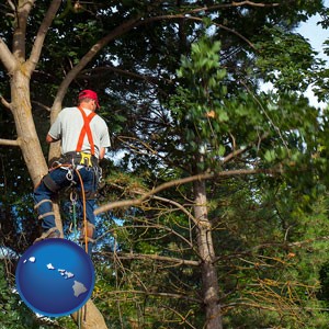 an arborist pruning a tree - with Hawaii icon