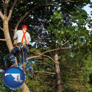 an arborist pruning a tree - with Maryland icon